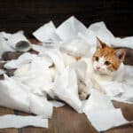 La higiene de los gatos: ¿Realmente son limpios?
