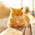 La importancia de la exposición solar para los gatos como mascotas.