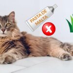 La importancia de la malta en la dieta de los gatos como mascotas.