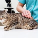 La importancia de vacunar a tu gato contra la rabia.