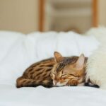 La importancia del ronroneo en los gatos como señal de bienestar.