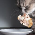 La mejor forma de alimentar a los gatos: ¿Pollo crudo o cocido?