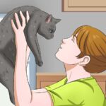La mejor manera de abrazar a tu gato y crear un vínculo fuerte.