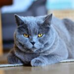 La mente felina: ¿Cómo piensan los gatos como mascotas?