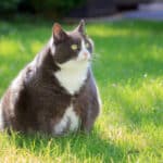 La obesidad en gatos: ¿Qué factores la provocan?