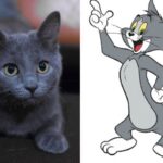 La raza del gato de Tom y Jerry: ¿Qué tipo de felino es?