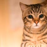 La razón detrás de la sombra felina: Gatos que siguen a sus dueños