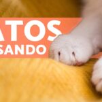 La razón detrás del amasado de barriga por los gatos