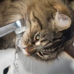 La razón detrás del consumo elevado de agua en los gatos.