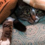 La sensibilidad de los gatos al frío: Lo que debes saber.