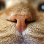 La sequedad nasal en gatos: ¿Qué implica?