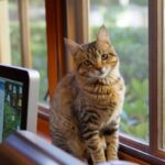 Las causas de tener gatos como mascotas en casa: una explicación breve.