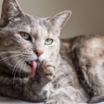 Las mejores cremas cicatrizantes para cuidar la piel de tu gato