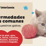 Las posibles causas de la disminución de las defensas en gatos.