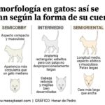 Las posibles razas de gatos que podría ser Don Gato.