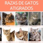 Las razas de gatos que aparecen en Don Gato.