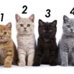 Limitaciones visuales de los gatos: lo que debes saber