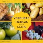 Lista de verduras que son tóxicas para los gatos