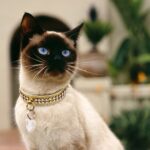 Los beneficios de tener un gato siamés como mascota domestica