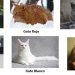 Los colores de gato más calmados: ¿existe alguna relación?