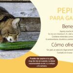 Los efectos de alimentar a tu gato con pepino.