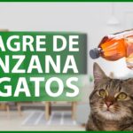 Los efectos de dar agua con vinagre a mi gato.