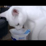 Los efectos de dar yogurt a un gato como alimento.