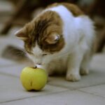 Los efectos de darle manzana a un gato: Todo lo que debes saber.