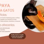 Los efectos de darle papaya a tu gato como alimento.