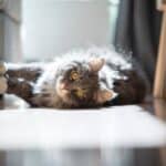 Los efectos de la falta de exposición solar en gatos domésticos
