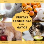 Los efectos de la ingesta de frutas en los gatos como mascotas.