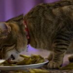 Los efectos de la sal en los gatos: ¿qué sucede?