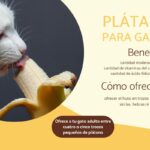 Los efectos de que un gato coma banana en su salud.