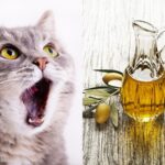 Los efectos del aceite de oliva en los gatos como mascotas.