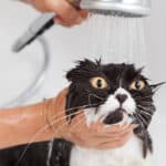 Los efectos del baño en un gato: todo lo que necesitas saber.