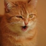 Los estornudos de tu gato: ¿qué riesgos para la salud?