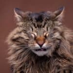 Los estornudos en gatos: ¿Qué debes saber?