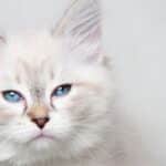 Los Gatos de Ojos Azules: Características y Curiosidades que Debes Saber.