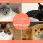 Los gatos más dóciles como mascotas: ¿Cuáles son?