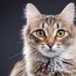 Los gatos más elegantes del mundo: ¿Cuál es el número uno?