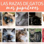 Los Gatos más Frecuentes en el Mundo de las Mascotas.