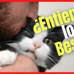 Los gatos: ¿Realmente entienden los besos?