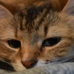 Los gatos también lloran: ¿cómo expresan sus emociones?