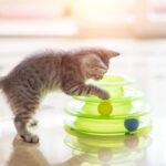 Los juguetes ideales para entretener a tu gato como mascota.