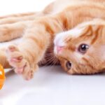 Los juguetes preferidos por los gatos como mascotas: una guía práctica.