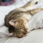 Los motivos por los que los gatos prefieren la cama como lugar de descanso.