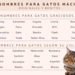 Los nombres más utilizados para gatos en España.