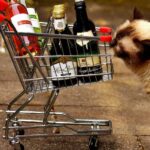 Los peligros de aplicar alcohol en gatos como tratamiento.