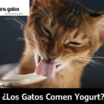 Los peligros de dar yogur a un gato como alimento.