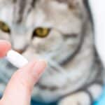 Los peligros del paracetamol para los gatos: lo que debes saber.